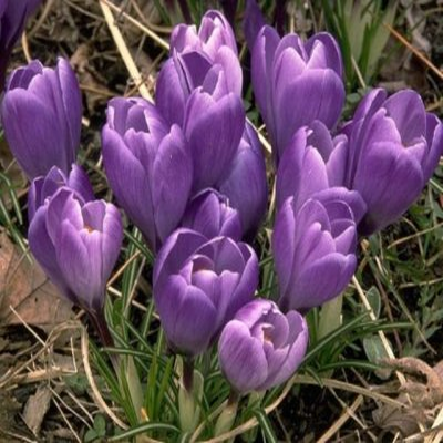 Krokus wielkokwiatowy Victor Hugo 10szt