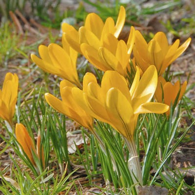 Krokus wielkokwiatowy szafran Flavus 10szt