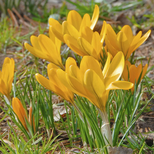 Krokus szafran Flavus.png