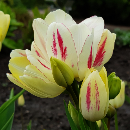 tulipan Candy Club.png