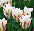 Tulipan Flaming Spring Green