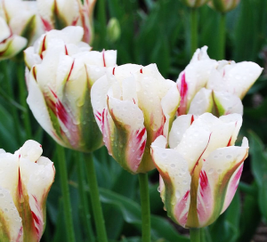Tulipan egzotyczny zielonokwiatowy Flaming Spring Green 5szt