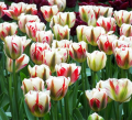 Tulipan Flaming Spring Green