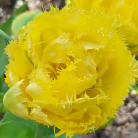Tulipan Exotic Sun