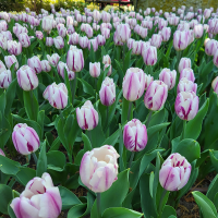 Tulipan Flaming Flag