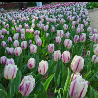 Tulipan Flaming Flag
