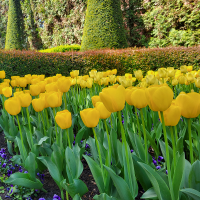 Tulipan Strong Gold