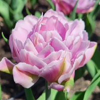 Tulipan Foxtrot