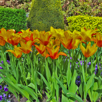 Tulipan Lilyfire