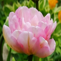 Tulipan Angelique