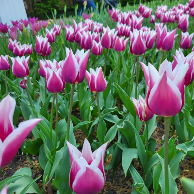 Tulipan liliokształtny Claudia 5szt