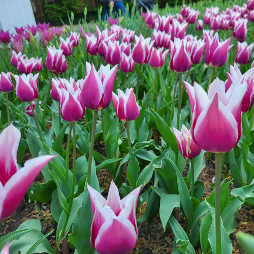 Tulipan Claudia