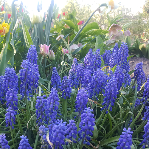 Szafirek Atlantic.png