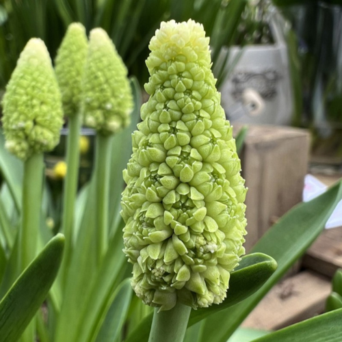 Szafirek Lady Madonna