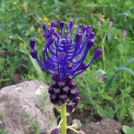 Szafirek Comosum miękkolistny 10szt.png