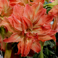 Amarylis Lady Jane