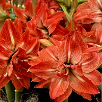 Amarylis Lady Jane