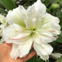 Hippeastrum Amarylis Zwartnica Jewel