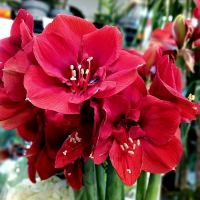 Hippeastrum Amarylis Zwartnica Double Roma