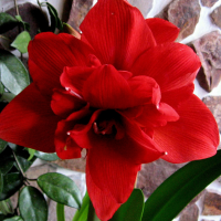Hippeastrum Amarylis Zwartnica Double Roma