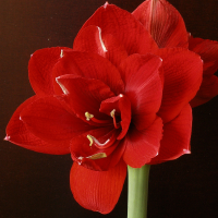 Hippeastrum Amarylis Zwartnica Double Roma