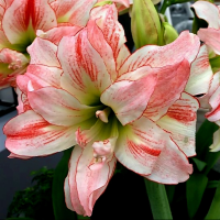Amarylis Aphrodite