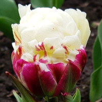 tulipan Ice Cream
