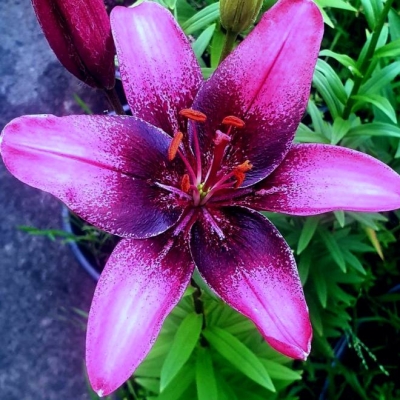 Lilia azjatycka Purple Dream 1szt