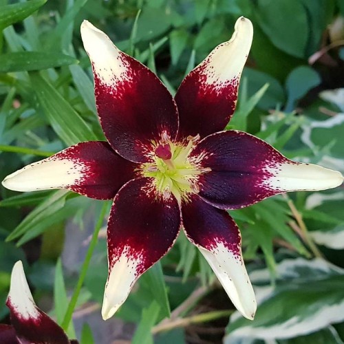 lilia Netty's Pride.jpg