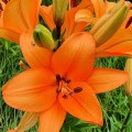 Lilia azjatycka pomarańczowa.jpg