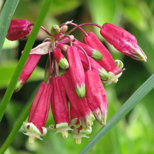 Dichelostemma Ida Maia 5szt