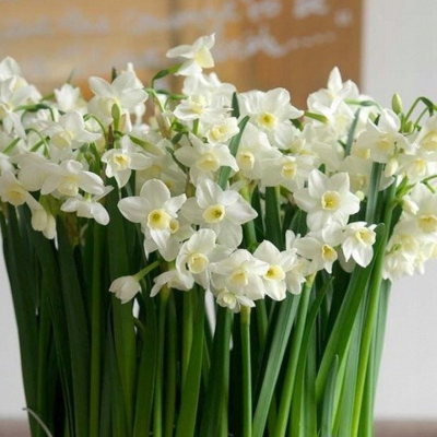 Narcyz Silver Bouquet 5szt