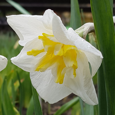Narcyz o rozszcz. przykoronku Lemon Beauty 5szt