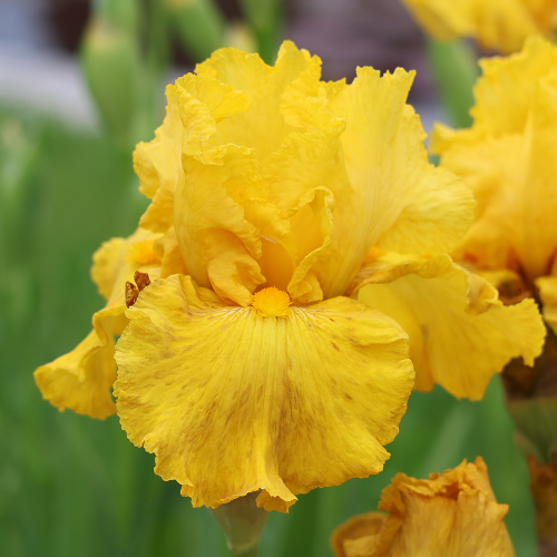 Irys germanica pomarańczowy