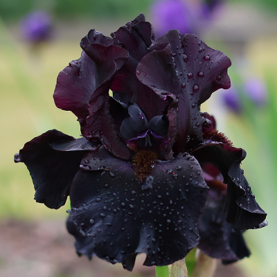 Irys Black Knight 1szt
