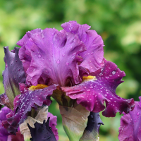 Iris germanica Sen Lack