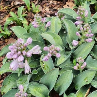 funkia hosta blue mouse ears.jpg