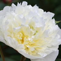 Piwonia Duchesse de Nemours