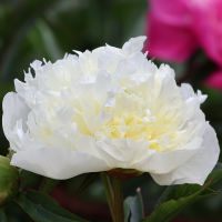 Piwonia Duchesse de Nemours