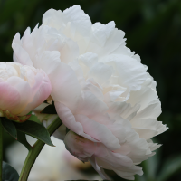 Piwonia Baroness Schroeder