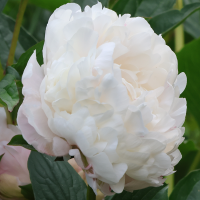 Piwonia Baroness Schroeder