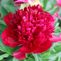 Piwonia Rubra Plena