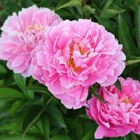 Piwonia Sarah Bernhardt