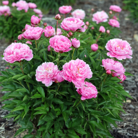 Piwonia Sarah Bernhardt