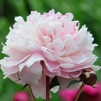 Piwonia Shirley Temple