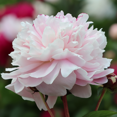Piwonia chińska Shirley Temple 1szt