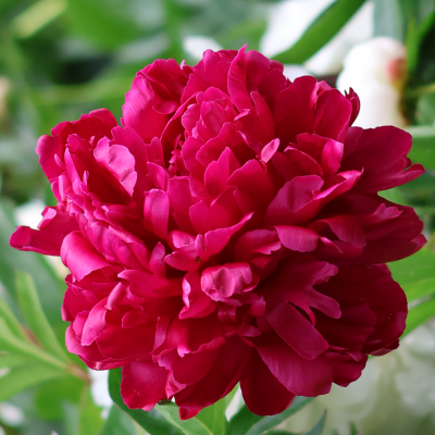 Piwonia doniczkowa London 1szt