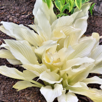 Hosta White Feather