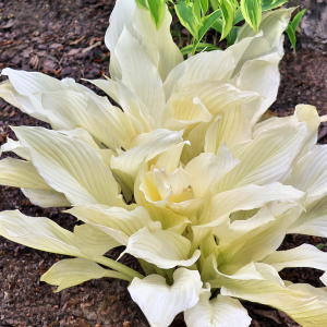 Funkia White Feather 1szt