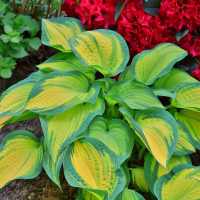 Hosta Orange Marmelade